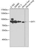 Anti-EXT1 antibody used in Western Blot (WB). GTX54045