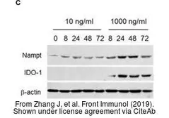 Anti-IDO1 antibody [10.1] used in Western Blot (WB). GTX54075