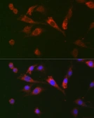 Anti-GDF15 antibody used in Immunoprecipitation (IP). GTX54079
