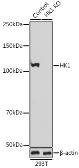 Anti-Hexokinase 1 antibody used in Western Blot (WB). GTX54080