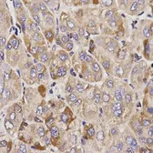 Anti-GAS2 antibody used in IHC (Paraffin sections) (IHC-P). GTX54081