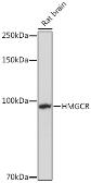 Anti-HMGCR antibody used in Western Blot (WB). GTX54088