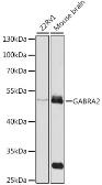 Anti-GABA A Receptor alpha 2 antibody used in Western Blot (WB). GTX54091