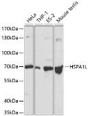 Anti-HSP70 1L antibody used in Western Blot (WB). GTX54093