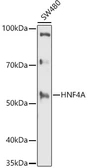 Anti-HNF4 alpha antibody used in Western Blot (WB). GTX54098