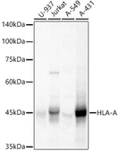 Anti-HLA-A antibody used in Western Blot (WB). GTX54099