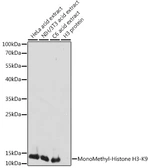Anti-Histone H3K9me1 (mono-methyl Lys9) antibody used in Western Blot (WB). GTX54101