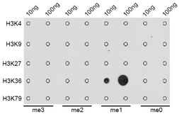 Anti-Histone H3K36me1 (mono-methyl Lys36) antibody used in Dot blot (Dot). GTX54107