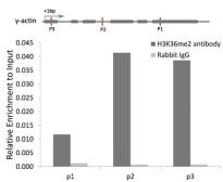 Anti-Histone H3K36me2 (di-methyl Lys36) antibody used in ChIP assay (ChIP assay). GTX54108