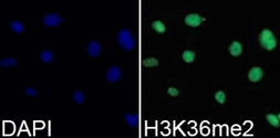 Anti-Histone H3K36me2 (di-methyl Lys36) antibody used in Immunocytochemistry/ Immunofluorescence (ICC/IF). GTX54108