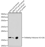 Anti-Histone H3K36me3 (tri-methyl Lys36) antibody used in Western Blot (WB). GTX54109