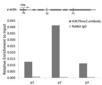 Anti-Histone H3K79me2 (di-methyl Lys79) antibody used in ChIP assay (ChIP assay). GTX54110