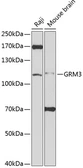 Anti-mGluR3 antibody used in Western Blot (WB). GTX54120