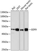 Anti-GDF9 antibody used in Western Blot (WB). GTX54124