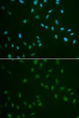 Anti-HSF2 antibody used in Immunocytochemistry/ Immunofluorescence (ICC/IF). GTX54125