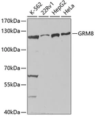 Anti-mGluR8 antibody used in Western Blot (WB). GTX54129