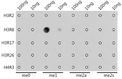 Anti-Histone H3R8me1 (mono-methyl Arg8) antibody used in Dot blot (Dot). GTX54135
