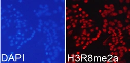 Anti-Histone H3R8me2 (Asymmetric Di-methyl Arg8) antibody used in Immunocytochemistry/ Immunofluorescence (ICC/IF). GTX54136