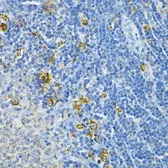 Anti-Glutaredoxin 1 antibody used in IHC (Paraffin sections) (IHC-P). GTX54140