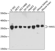 Anti-HAX1 antibody used in Western Blot (WB). GTX54149