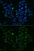 Anti-Nucleostemin antibody used in Immunocytochemistry/ Immunofluorescence (ICC/IF). GTX54163