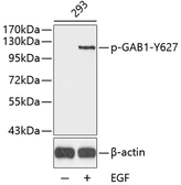 Anti-GAB1 (phospho Tyr627) antibody used in Western Blot (WB). GTX54165