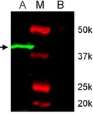 Anti-Mapk8 antibody used in Western Blot (WB). GTX54203