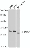 Anti-MTAP antibody used in Western Blot (WB). GTX54291