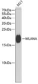Anti-Melan A antibody used in Western Blot (WB). GTX54303