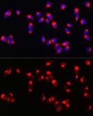 Anti-Melan A antibody used in Immunocytochemistry/ Immunofluorescence (ICC/IF). GTX54303