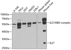 Anti-IL27 antibody used in Western Blot (WB). GTX54307