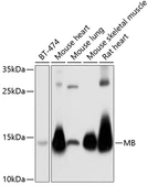 Anti-Myoglobin antibody used in Western Blot (WB). GTX54318