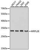 Anti-MRPL28 antibody used in Western Blot (WB). GTX54321