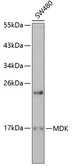 Anti-Midkine antibody used in Western Blot (WB). GTX54326