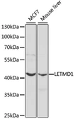 Anti-LETMD1 antibody used in Western Blot (WB). GTX54331