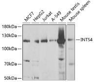 Anti-INTS4 antibody used in Western Blot (WB). GTX54335