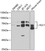 Anti-KLC1 antibody used in Western Blot (WB). GTX54339