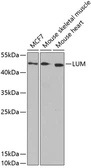 Anti-LUM antibody used in Western Blot (WB). GTX54342