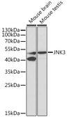 Anti-JNK3 antibody used in Western Blot (WB). GTX54343