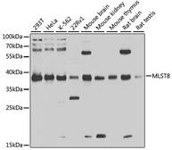 Anti-mLST8 / GBL antibody used in Western Blot (WB). GTX54345