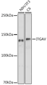 Anti-Integrin alpha V antibody used in Western Blot (WB). GTX54357