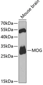 Anti-MOG antibody used in Western Blot (WB). GTX54371