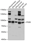 Anti-Integrin beta 5 antibody used in Western Blot (WB). GTX54374