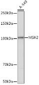 Anti-MSH2 antibody used in Western Blot (WB). GTX54377