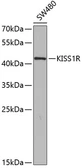 Anti-GPR54 antibody used in Western Blot (WB). GTX54378