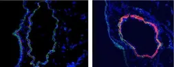 Anti-C4d antibody [16D2] used in IHC (Frozen sections) (IHC-Fr). GTX54391