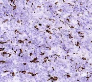 Anti-CD163 antibody [RM3/1] used in IHC (Frozen sections) (IHC-Fr). GTX54458