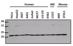 Anti-CDC42 antibody used in Western Blot (WB). GTX54514