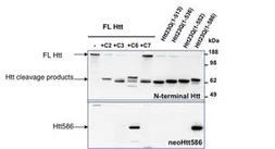 Anti-Huntingtin (neoepitope 586) antibody used in Western Blot (WB). GTX54522
