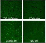 Anti-Huntingtin (neoepitope 586) antibody used in IHC (Frozen sections) (IHC-Fr). GTX54522